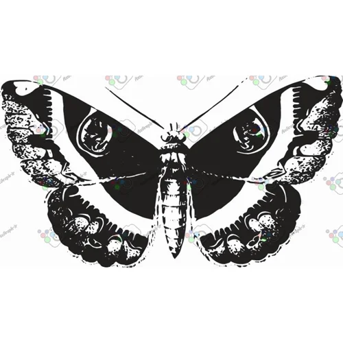 وکتور پروانه سیاه و سپید-کد 10999