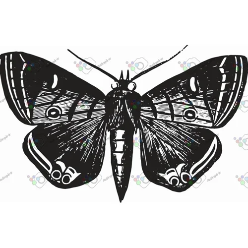 وکتور پروانه سیاه و سپید-کد 11023