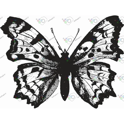 وکتور پروانه سیاه و سپید-کد 11009