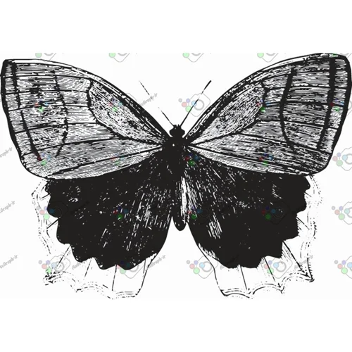 وکتور پروانه سیاه و سپید-کد 11014