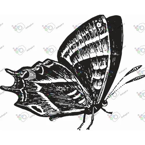 وکتور پروانه سیاه و سپید-کد 11004