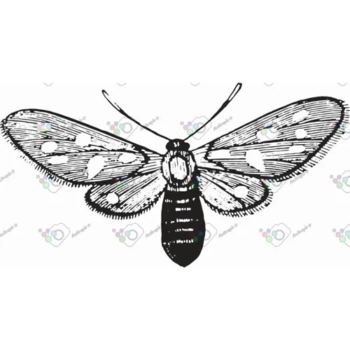 وکتور پروانه سیاه و سپید-کد 11000