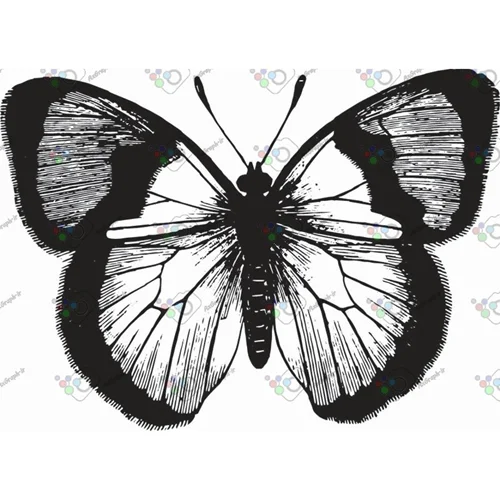 وکتور پروانه سیاه و سپید-کد 11002