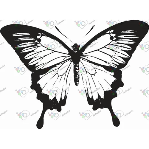 وکتور پروانه سیاه و سپید-کد 10993