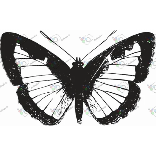 وکتور پروانه سیاه و سپید-کد 11003