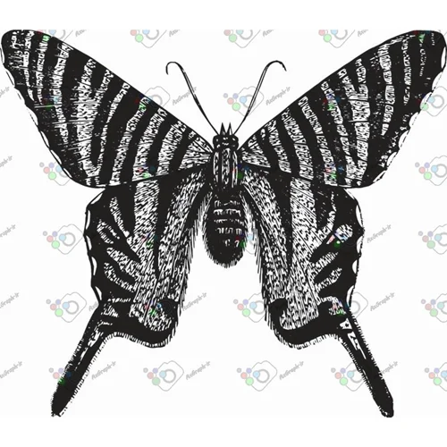 وکتور پروانه سیاه و سپید-کد 11016