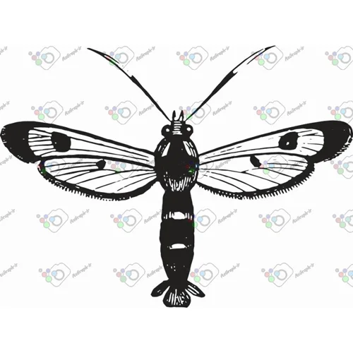 وکتور پروانه سیاه و سپید-کد 11015