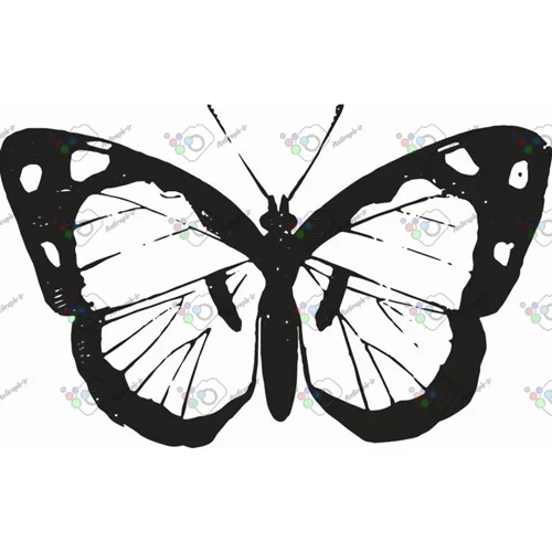 وکتور پروانه سیاه و سپید-کد 11022