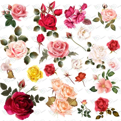 دانلود وکتور غنچه و گلهای رز زیبا در چندین طرح متنوع-کد 10252