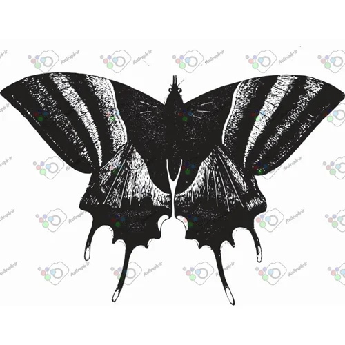 وکتور پروانه سیاه و سپید-کد 11012