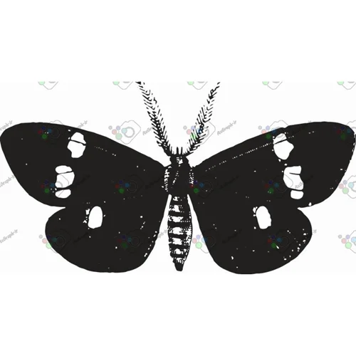 وکتور پروانه سیاه و سپید-کد 10988