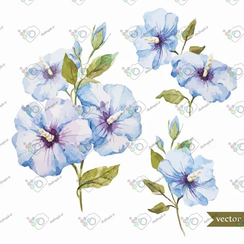 وکتور گل ختمی آبی-کد 11620
