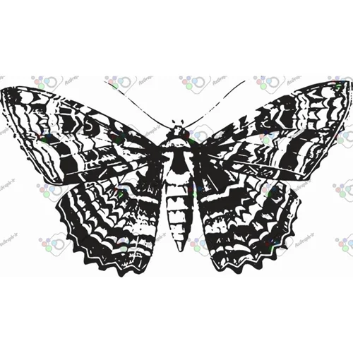 وکتور پروانه سیاه و سپید-کد 10997