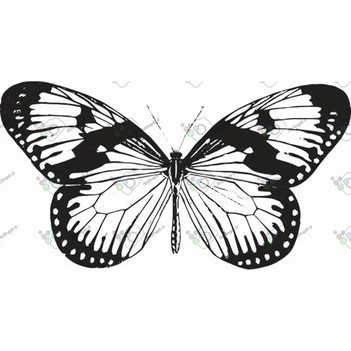 وکتور پروانه سیاه و سپید-کد 11005