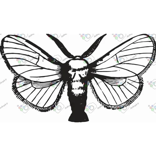 وکتور پروانه سیاه و سپید-کد 10995