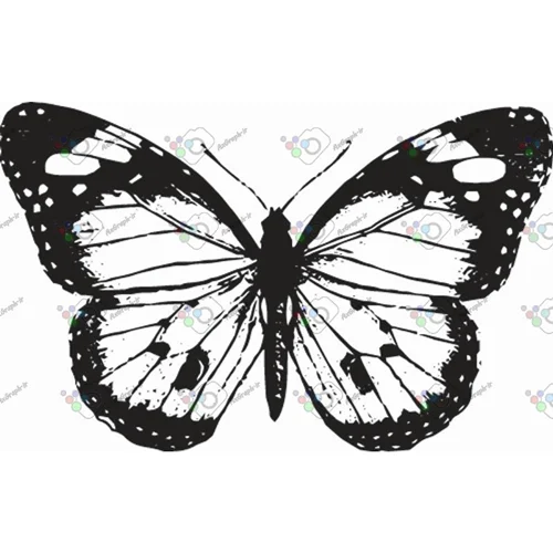 وکتور پروانه سیاه و سپید-کد 11006