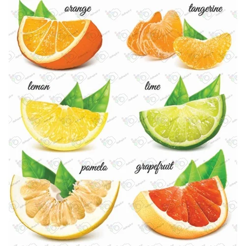 وکتور  مرکبات برش خورده(پرتقال،لیمو،نارنگی،گریپ فروت و ..) -کد 10904