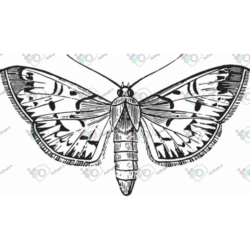 وکتور پروانه سیاه و سپید-کد 11026