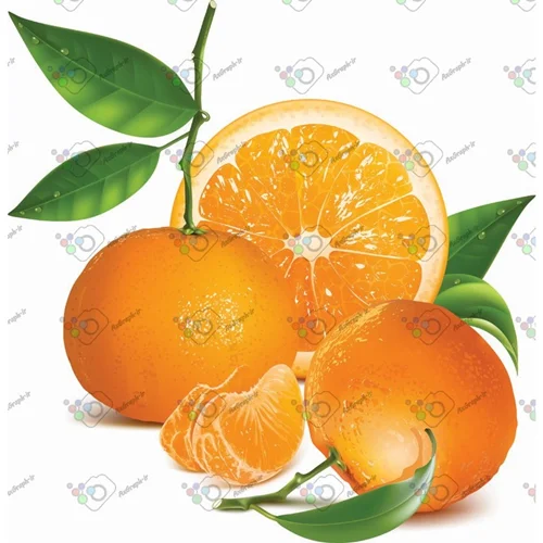 وکتور پرتقال کامل و برش خورده-کد 11947