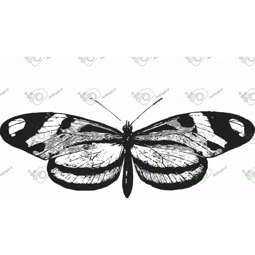 وکتور پروانه سیاه و سپید-کد 11011