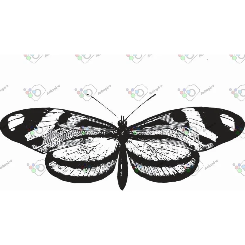 وکتور پروانه سیاه و سپید-کد 11011