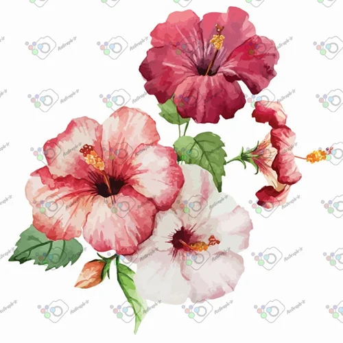 وکتور دسته گل ختمی(هیبیسکوس)-کد 11618