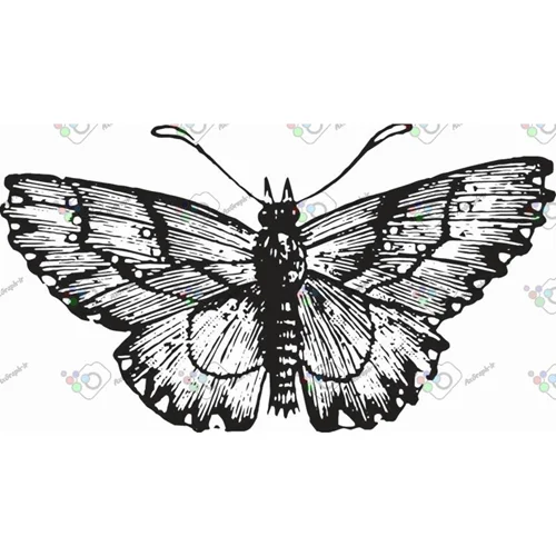 وکتور پروانه سیاه و سپید-کد 11013