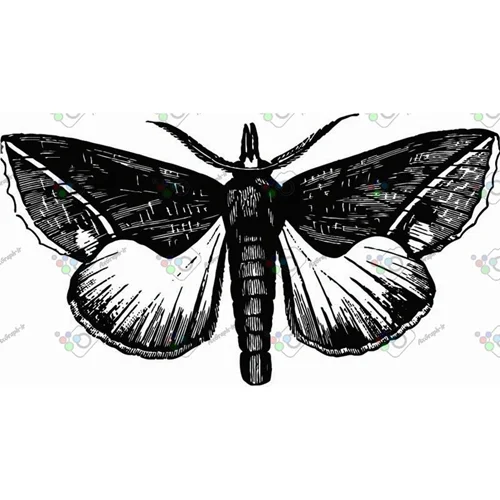 وکتور پروانه سیاه و سپید-کد 10990