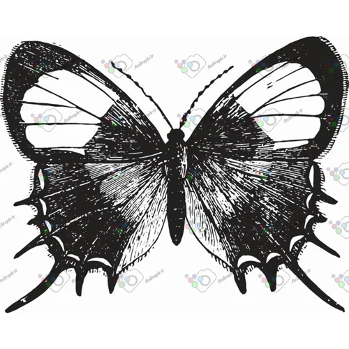 وکتور پروانه سیاه و سپید-کد 11017