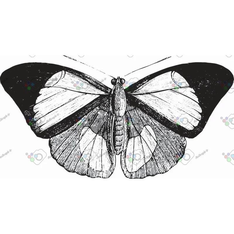 وکتور پروانه سیاه و سپید-کد 11018