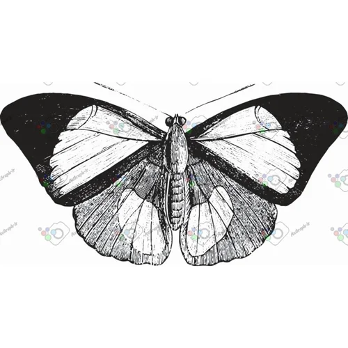 وکتور پروانه سیاه و سپید-کد 11018