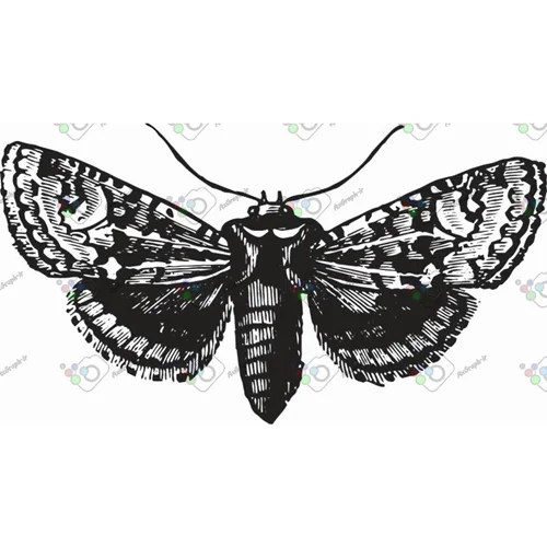 وکتور پروانه سیاه و سپید-کد 11027
