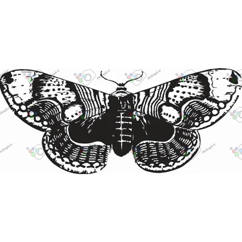 وکتور پروانه سیاه و سپید-کد 10992