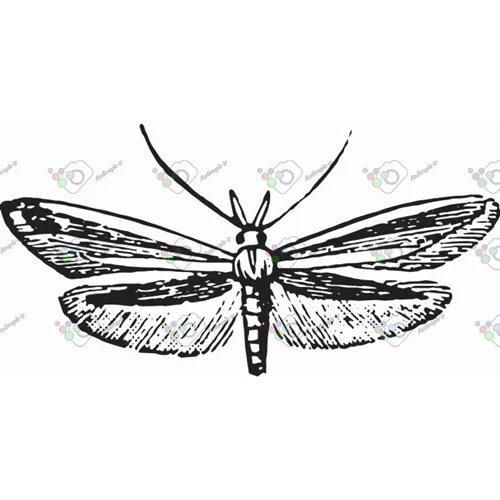 وکتور پروانه سیاه و سپید-کد 11020