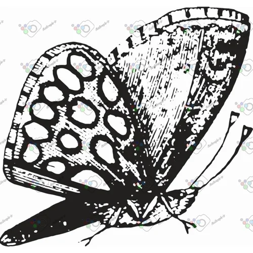 وکتور پروانه سیاه و سپید-کد 11010