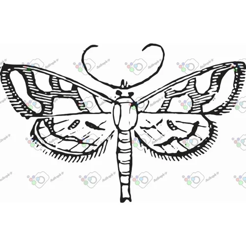 وکتور پروانه سیاه و سپید-کد 11021
