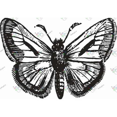 وکتور پروانه سیاه و سپید-کد 11025