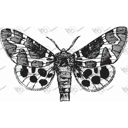 وکتور پروانه سیاه و سپید-کد 11001