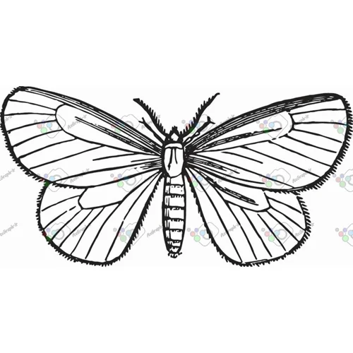 وکتور پروانه سیاه و سپید-کد 10994